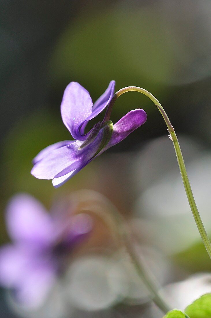 Common dog-violet (Viola riviniana)