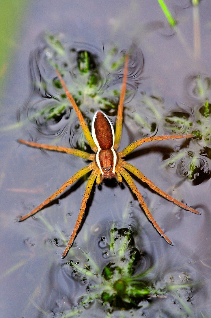 Raft spider on a pond