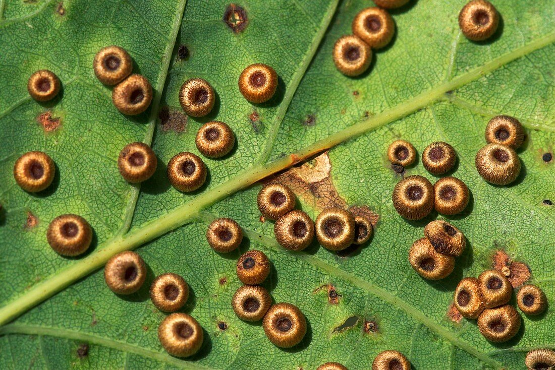 Silk button spangle galls on a leaf