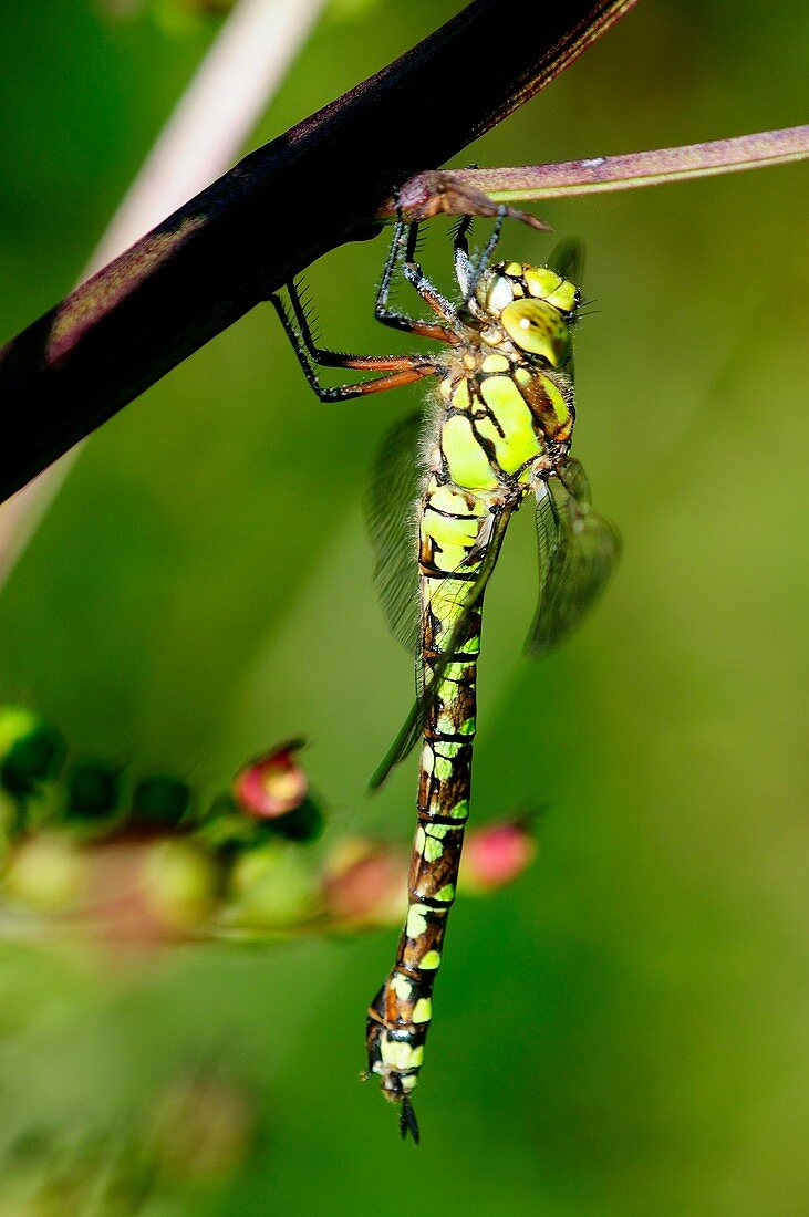 Female southern hawker dragonfly