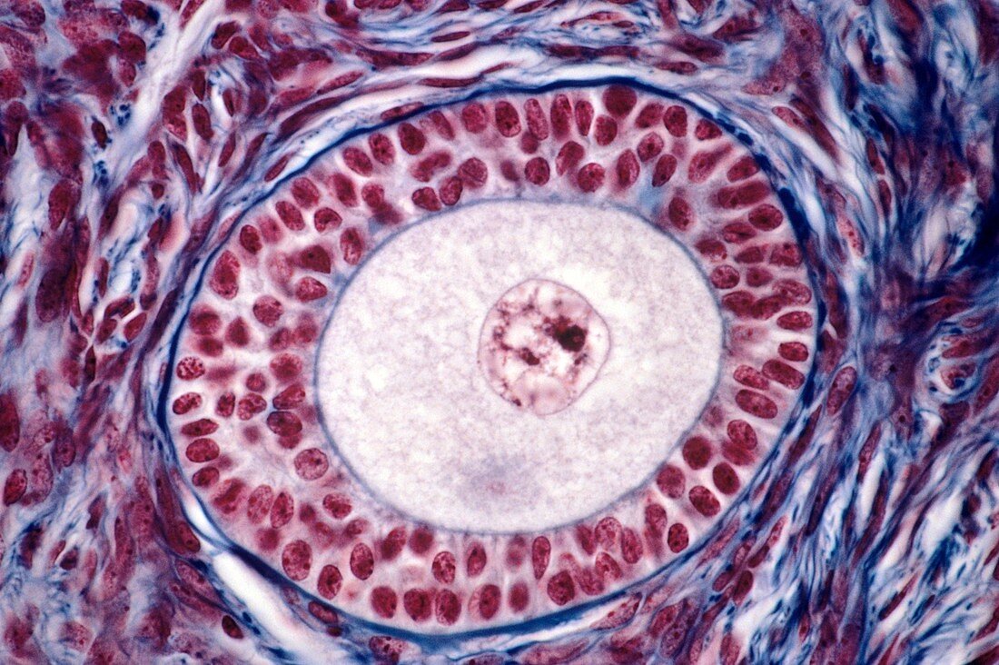 Ovarian follicle,light micrograph