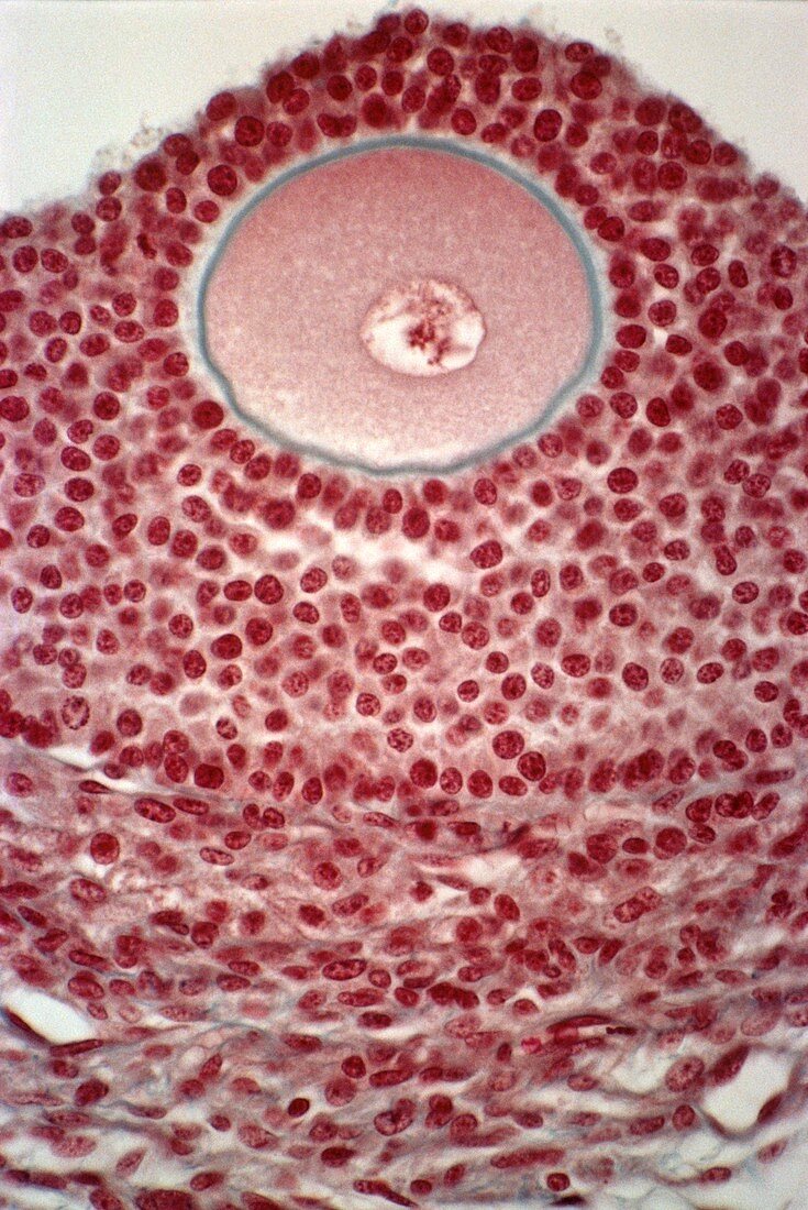 Oocyte in resting stage,light micrograph