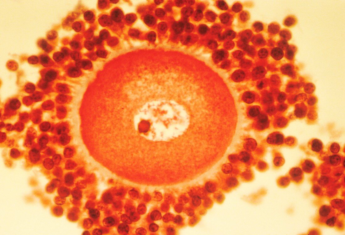Oocyte before ovulation,light micrograph