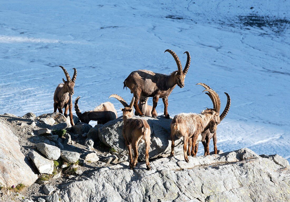 Ibex by a glacier