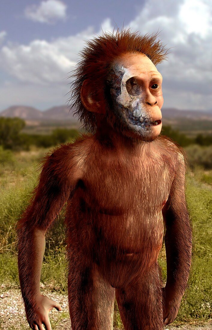 Australopithecus Afarensisartwork Bild Kaufen 11642902 Science Photo Library