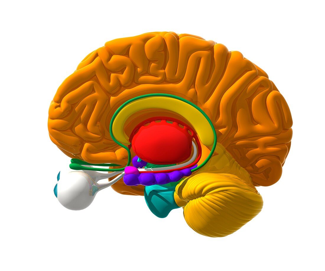 Human brain,artwork