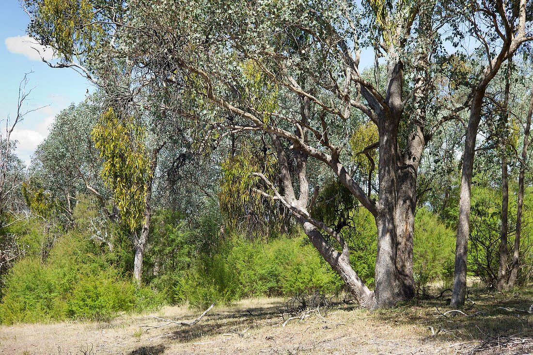 Eucalyptus tree infested with mistletoe