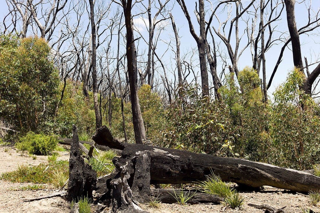 Eucalyptus forest regrowth after fire