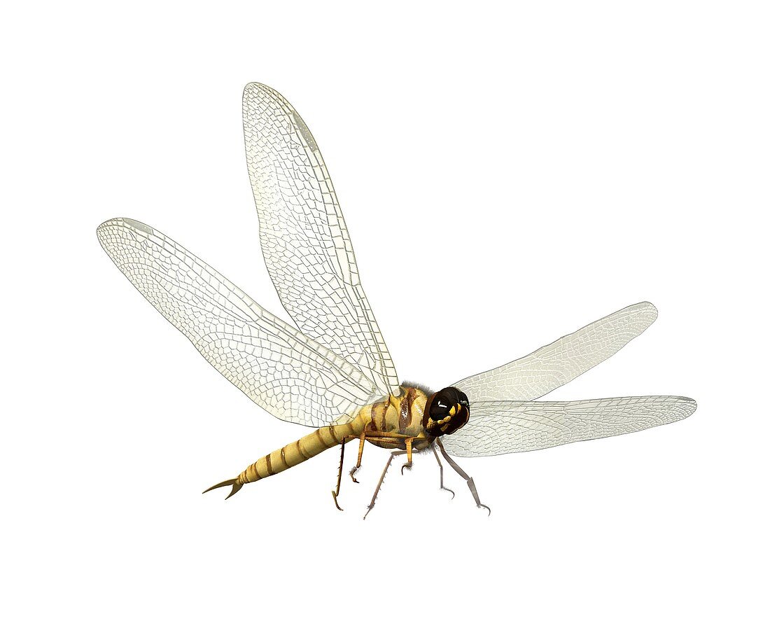 Prehistoric flying insect,artwork
