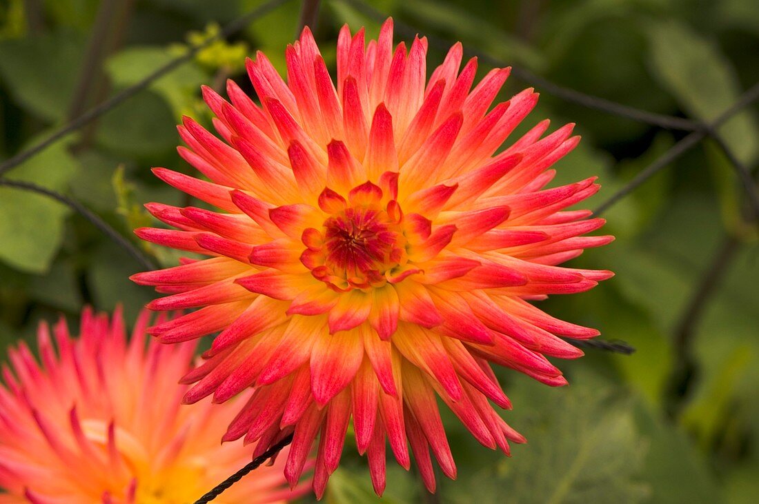 Dahlia 'Western Stardust'