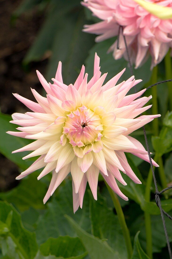 Dahlia 'Susan Gilliott'