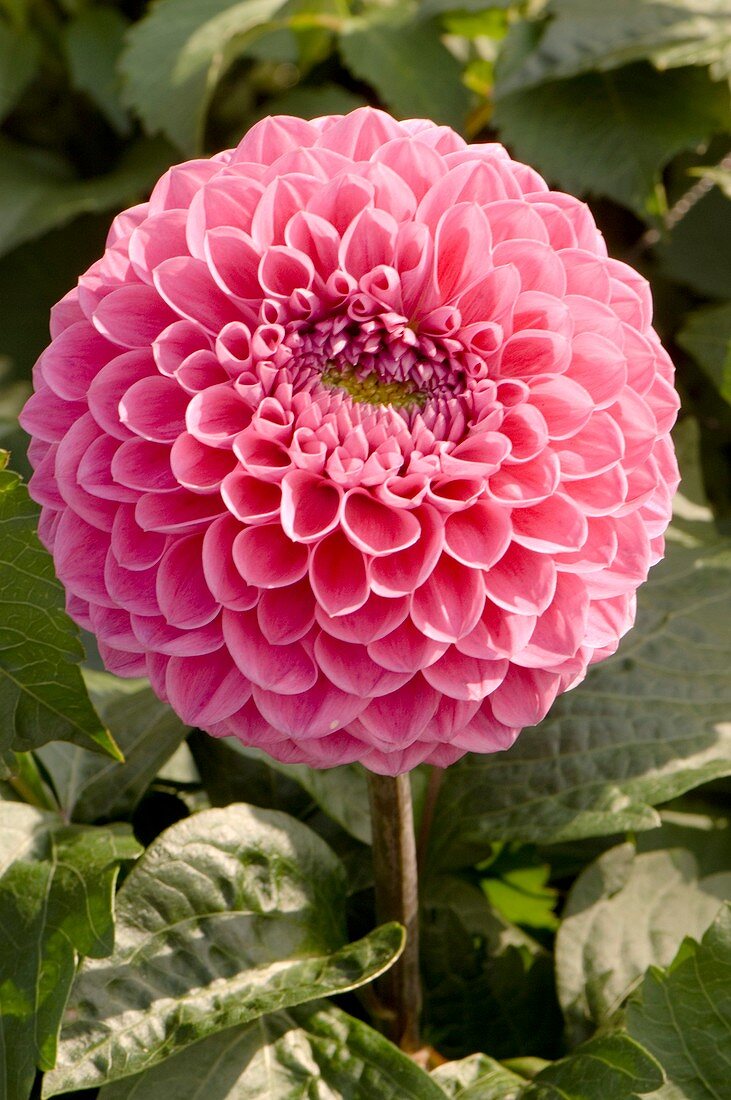 Dahlia 'Blyton Emperor'