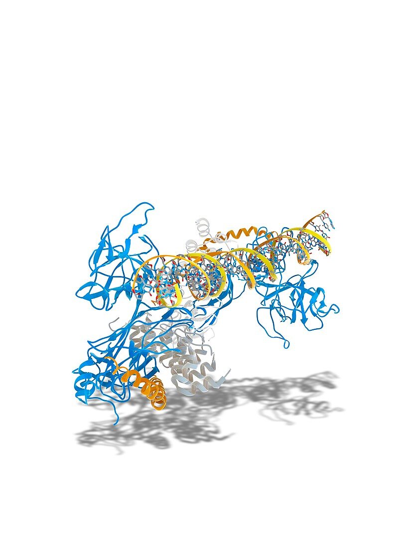 Notch transcription,molecular model