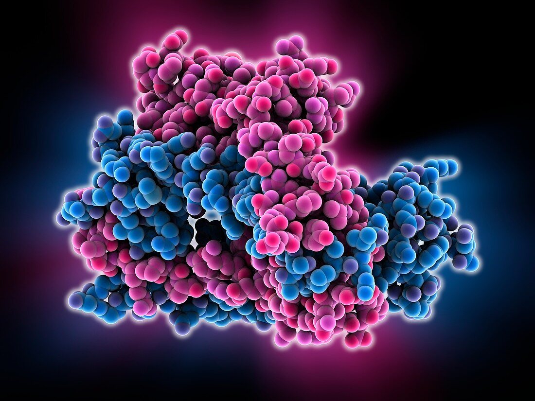 Chromosome segregation protein