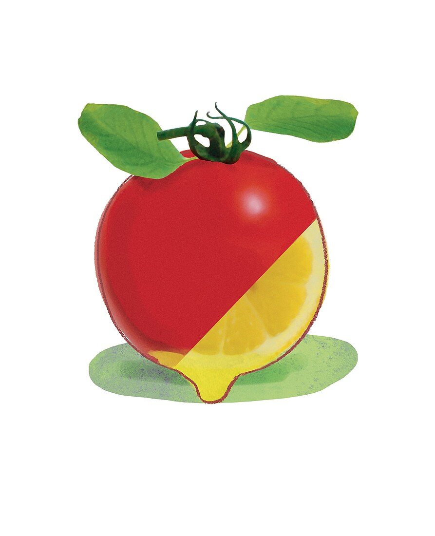 Genetically modified tomato,artwork
