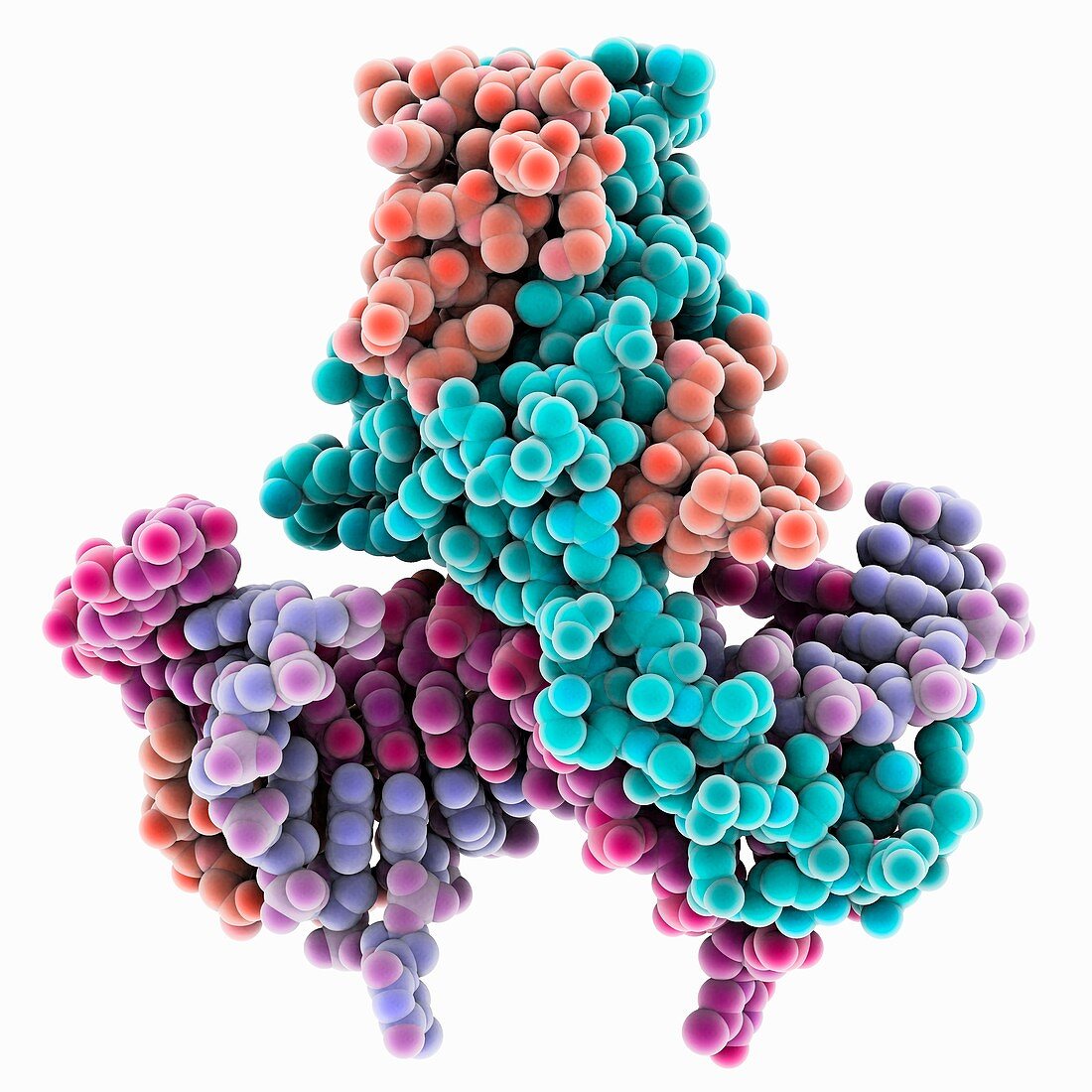 HU DNA binding protein molecule