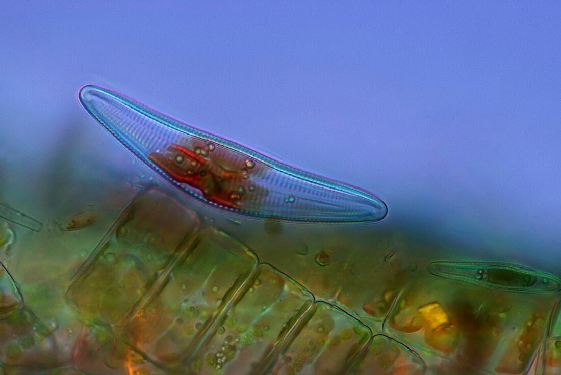 Diatoms,light micrograph