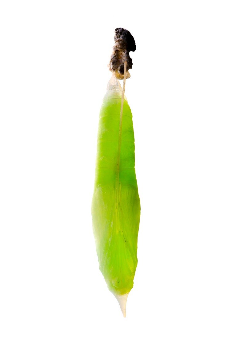 Banana skipper butterfly chrysalis