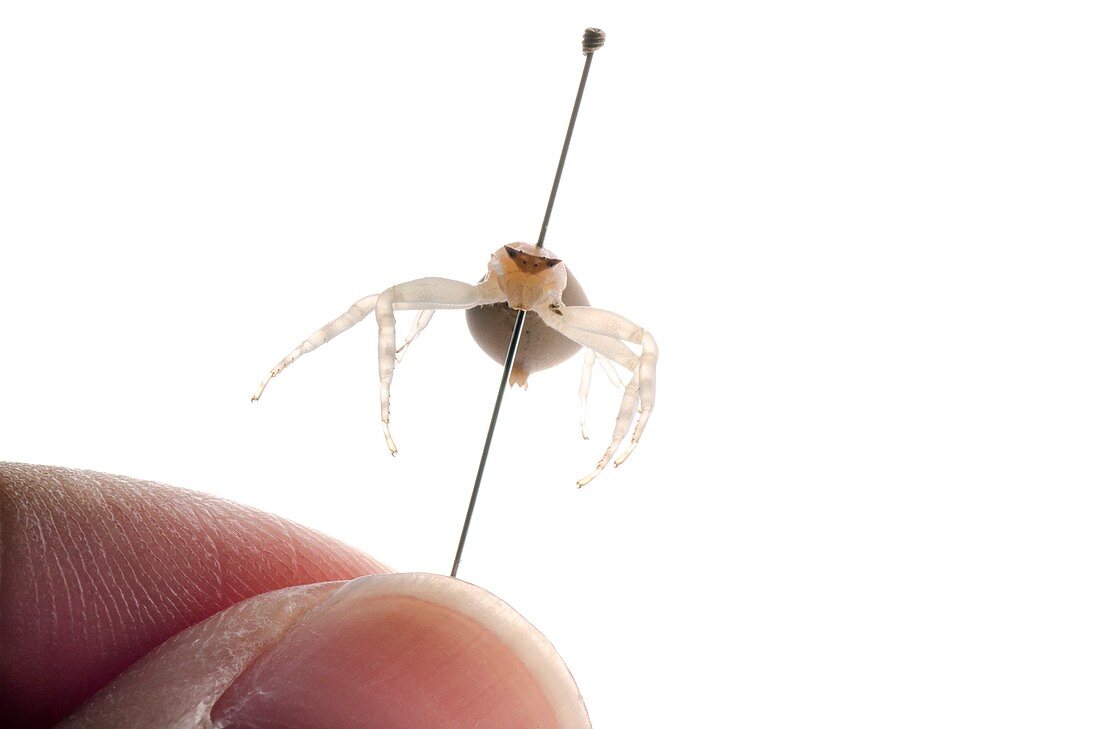 Crab spider specimen