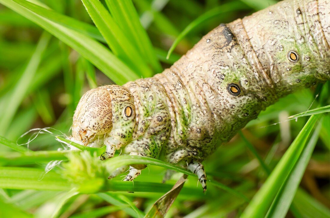 Moth caterpillar on grass