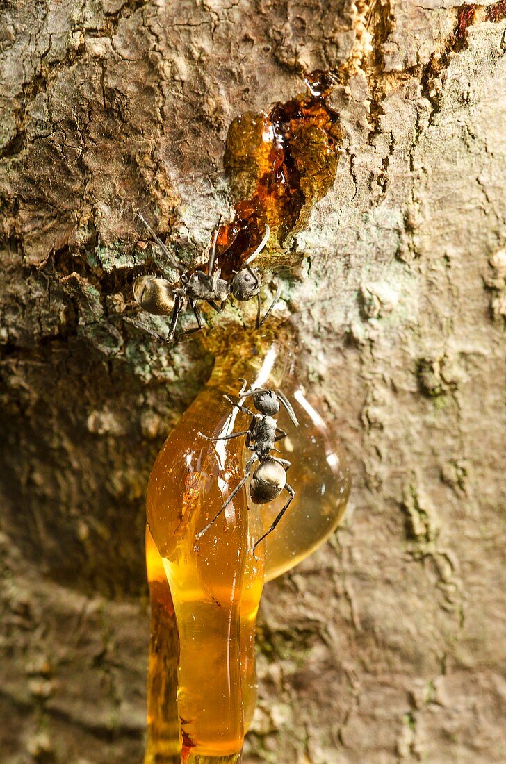 Resin and ants on a tree