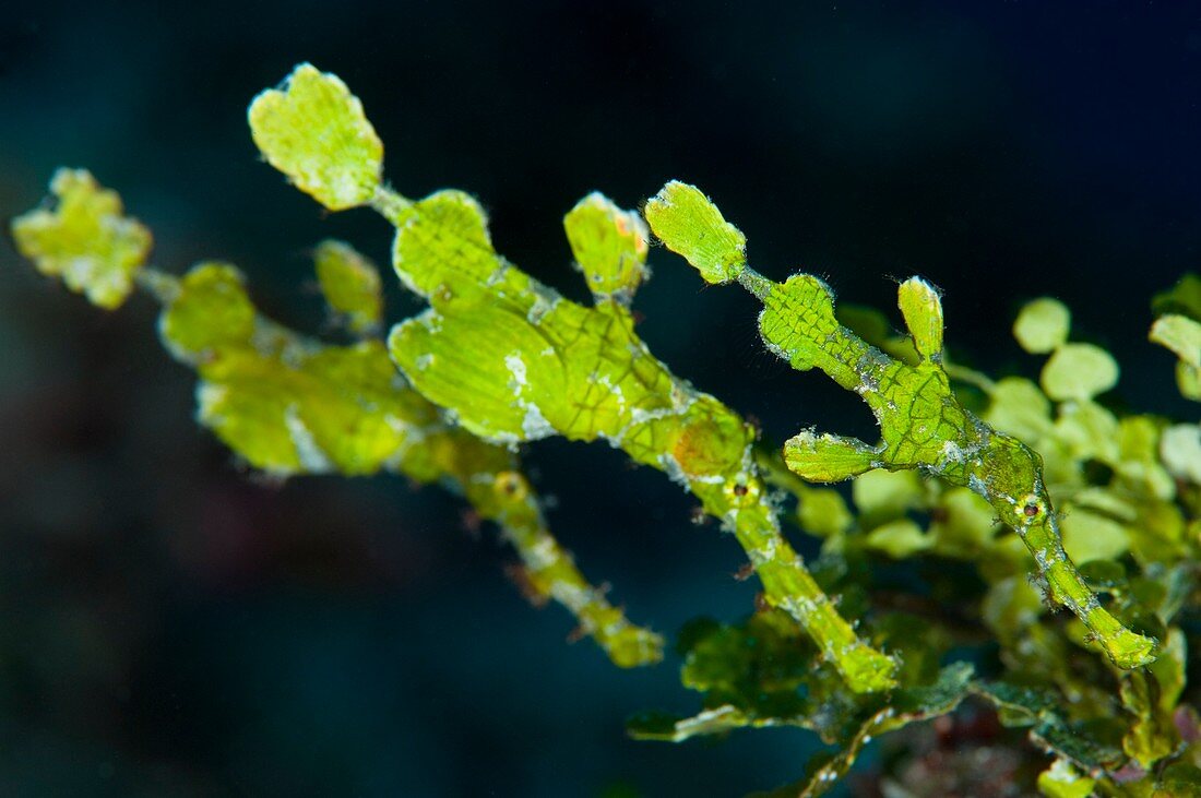 Well camouflaged ghost pipefish
