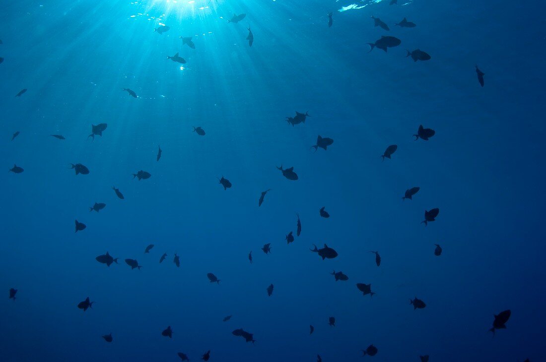 School of triggerfish in open water