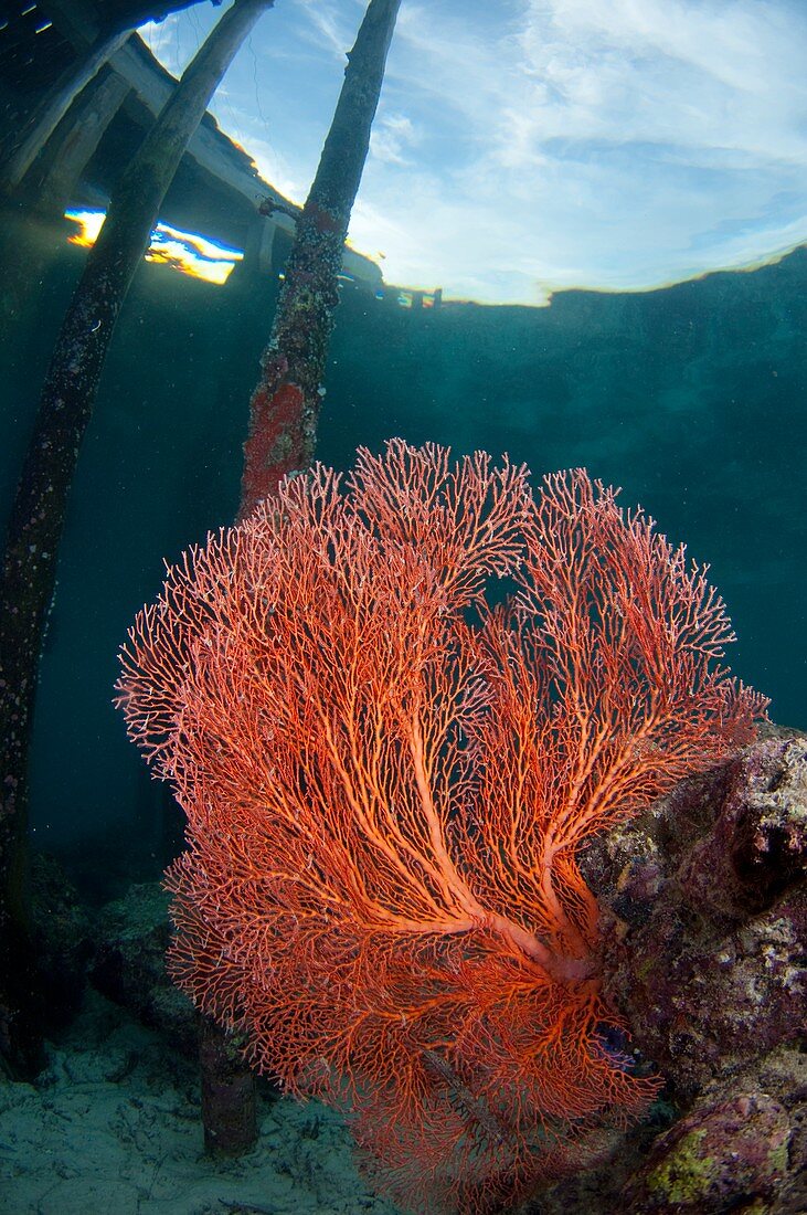 Red sea fan growing under jetty