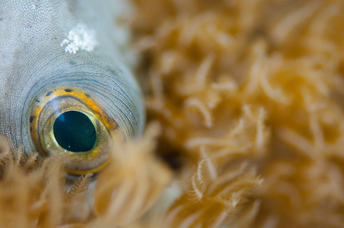 Eye of pufferfish in Indonesia