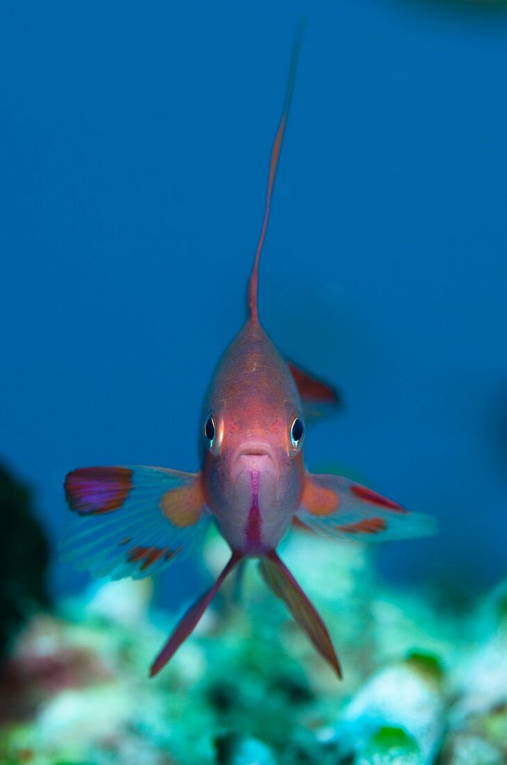 Portrait of a scalefin anthias fish