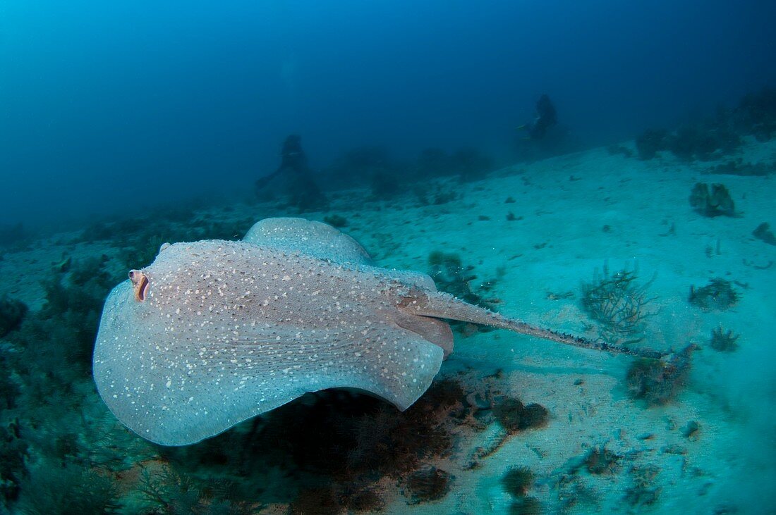 Porcupine ray in Indonesia
