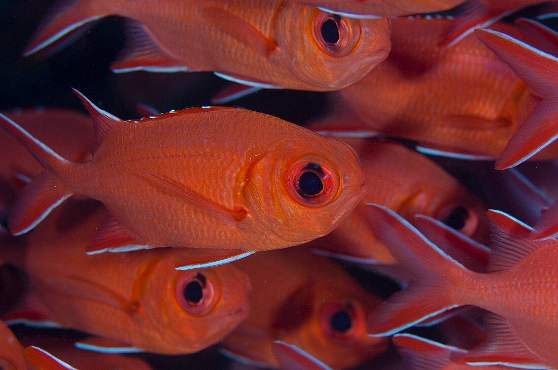 School of red soldierfish