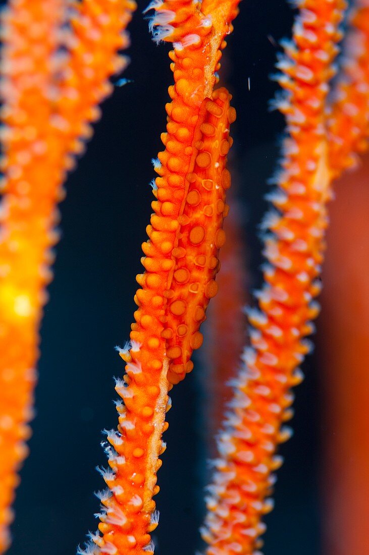 Cowrie shell hidden on whip coral