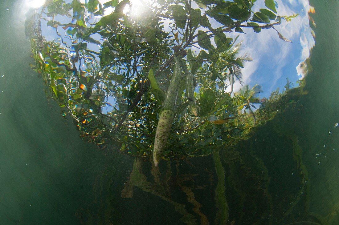 Underwater view of mangrove shoot