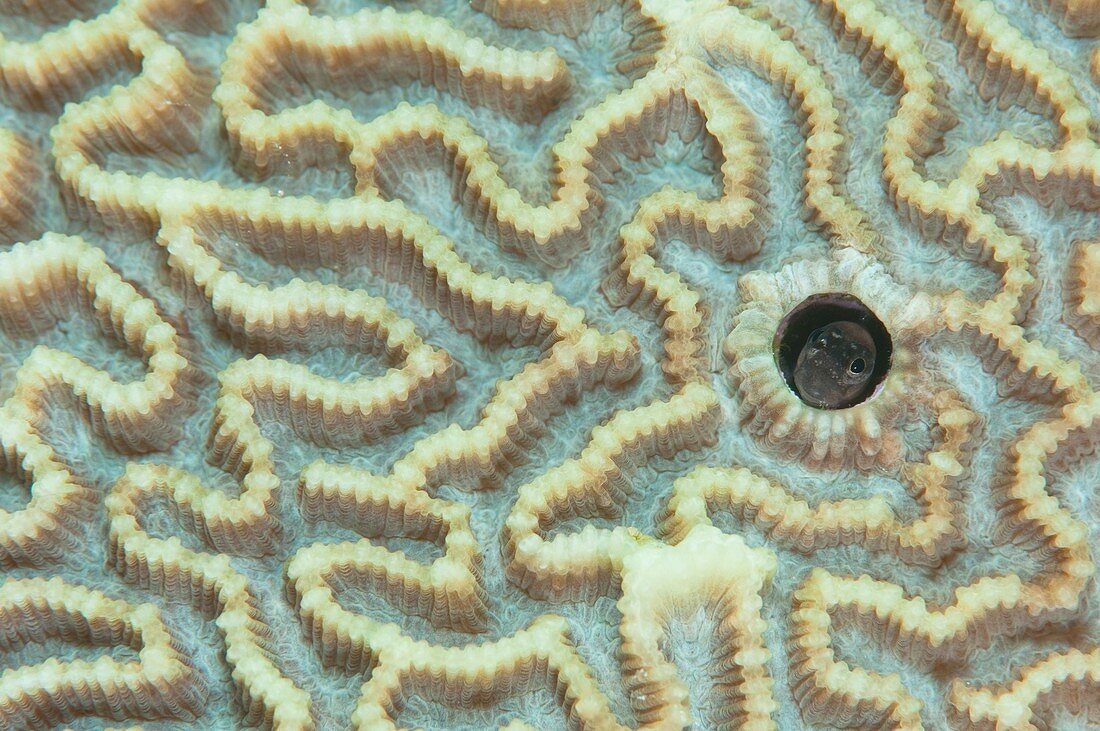 Blenny in hard coral