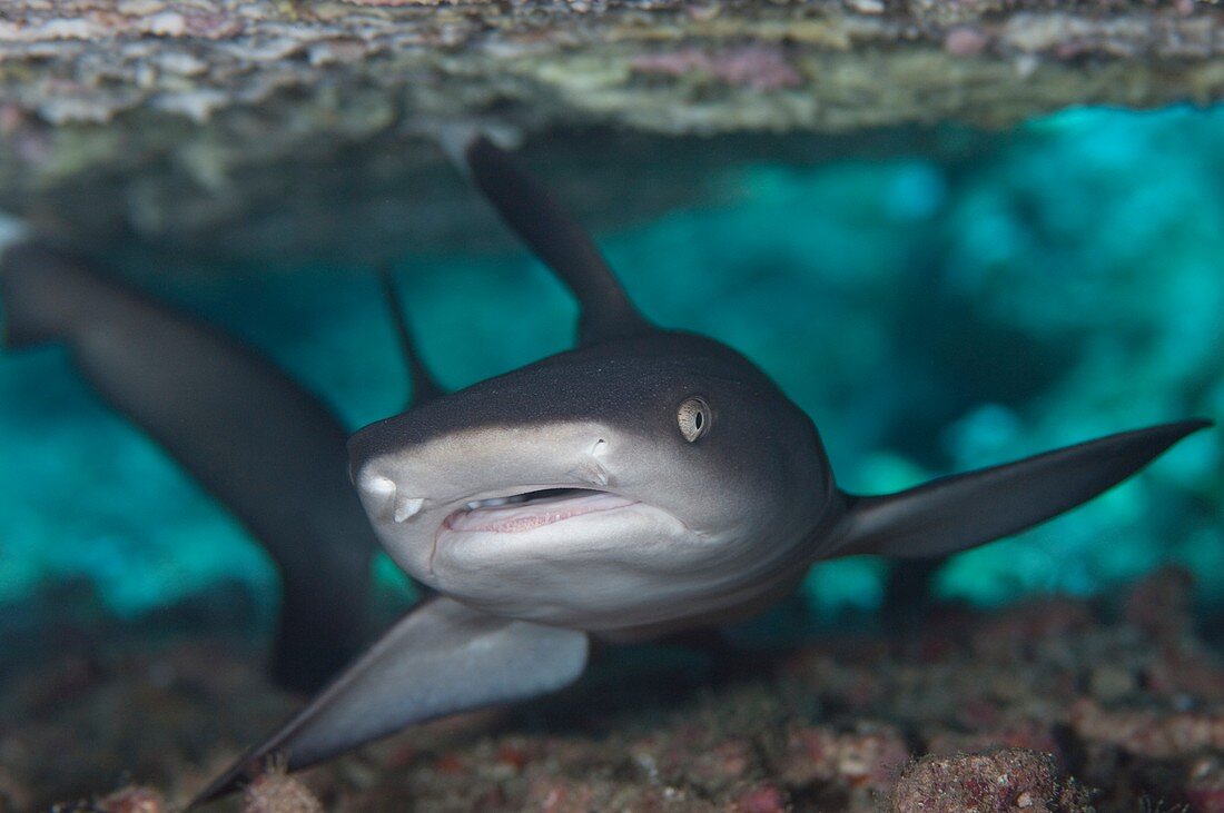 A whitetip reef shark in crevice