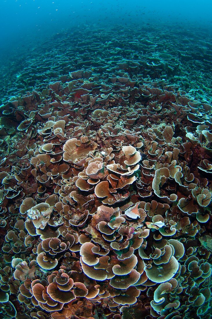 Growth of new coral