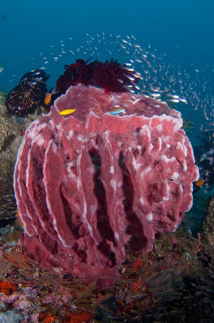 Large barrel sponge in Indonesia