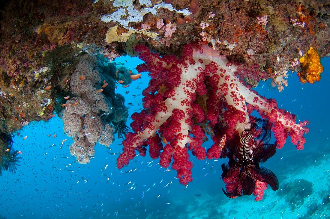 Tree coral growing on overhang