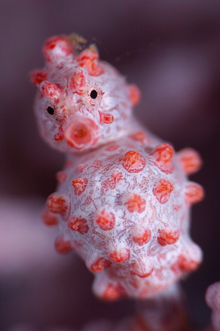 Pregnant pygmy seahorse in Indonesia