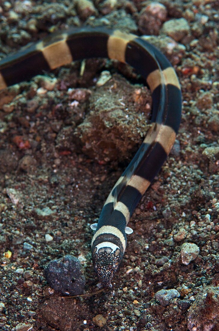 Napoleon snake eel
