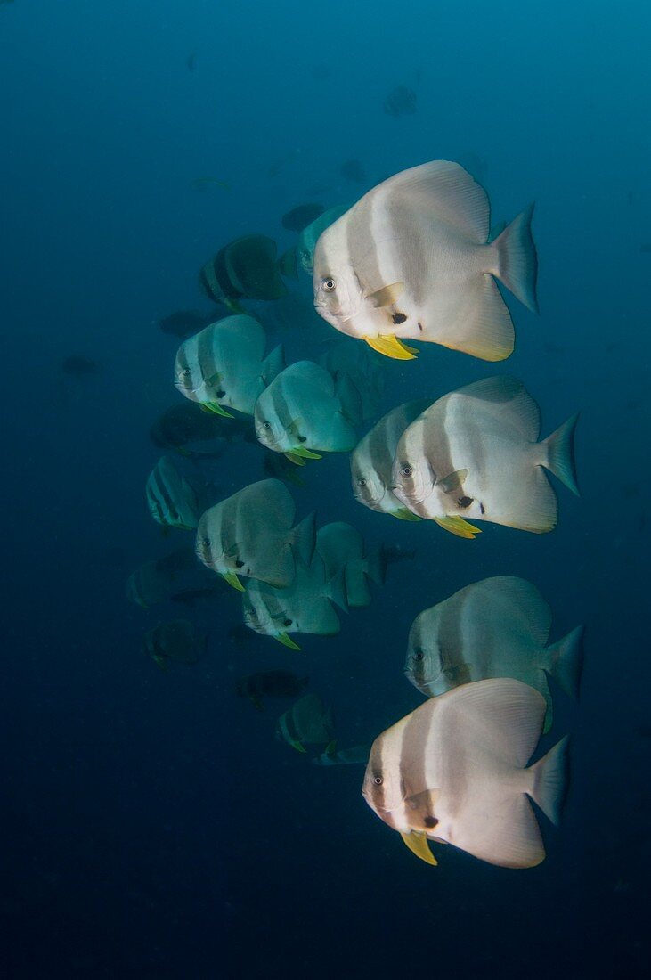 School of longfin spadefish