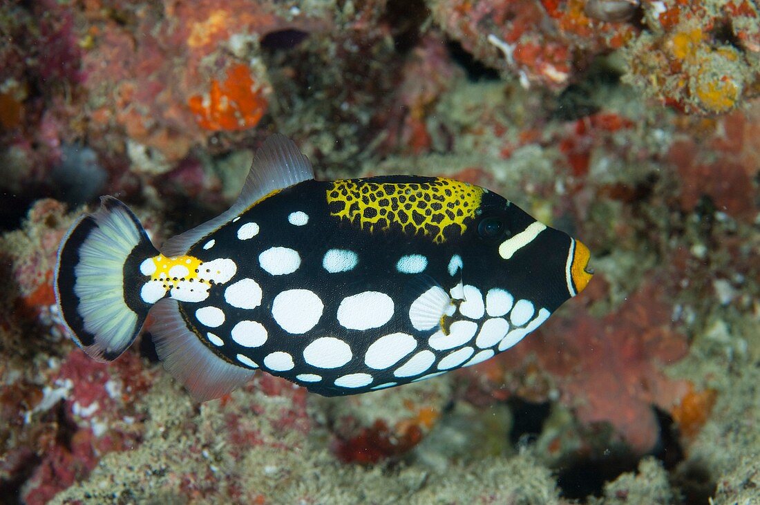 A clown triggerfish in the Maldives