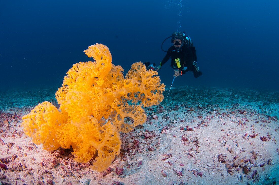 Diver investigates tree coral