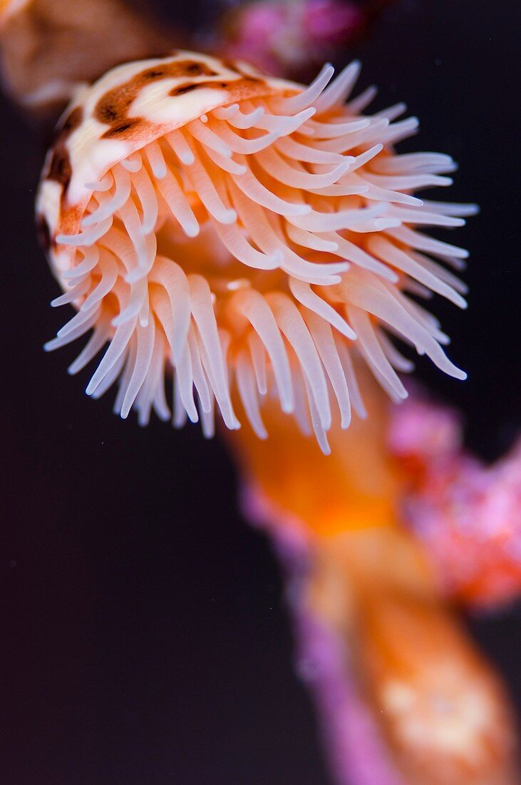 Close up of an anemone