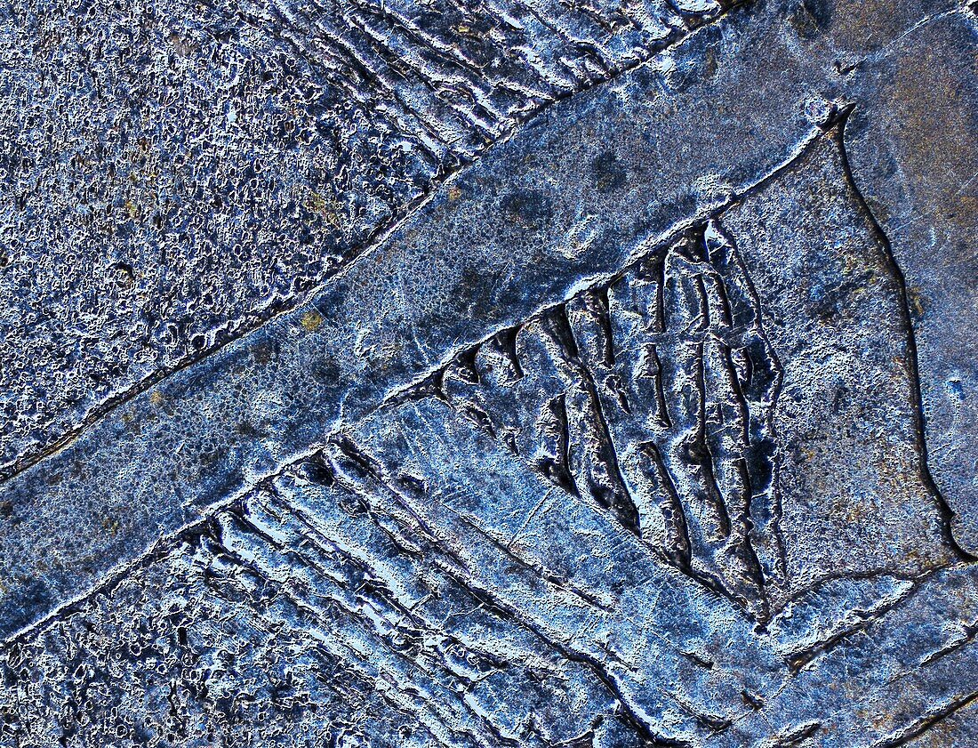 Muonionalusta meteorite,micrograph