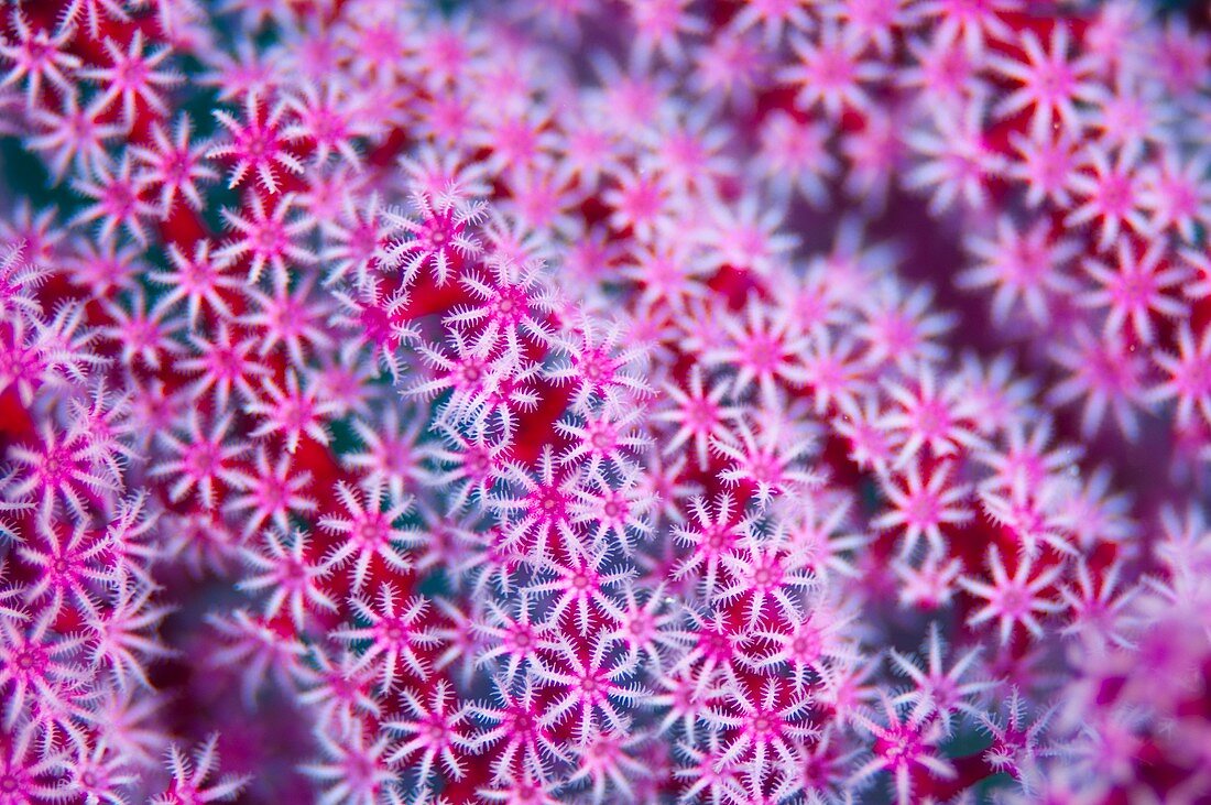 Abstract pattern of coral polyps
