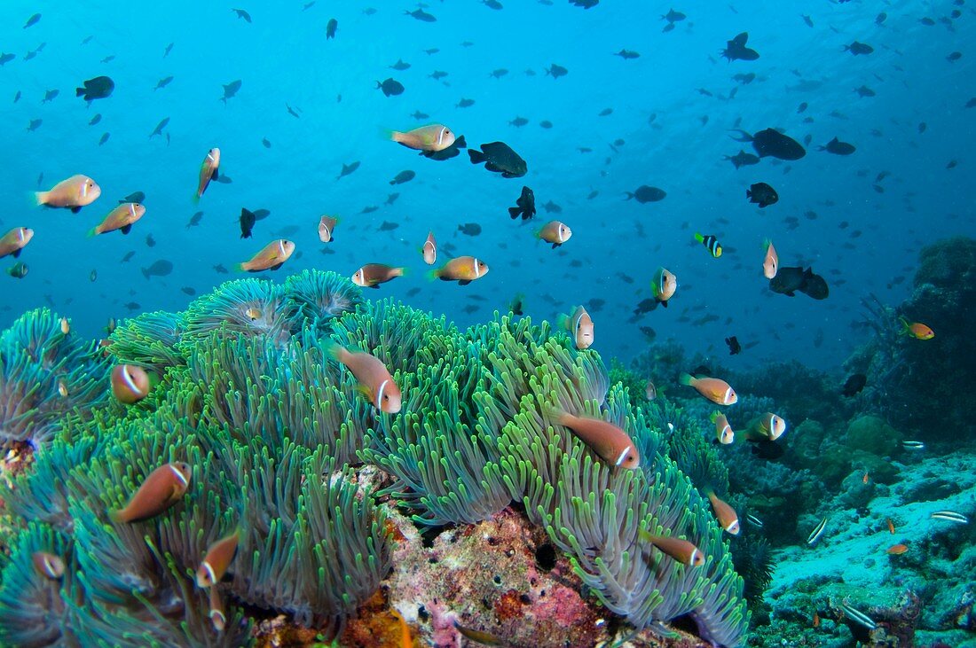 Large community of anemonefish