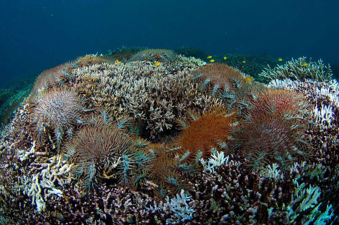 Starfish feeding on coral reef