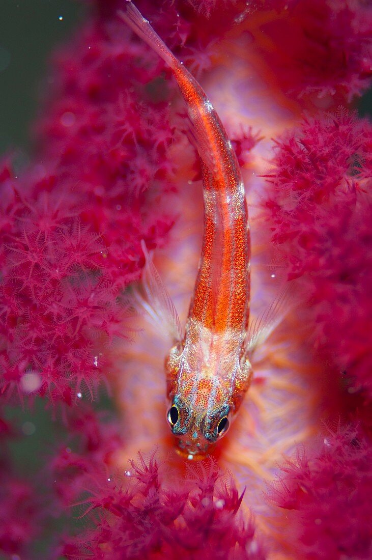 Goby on soft coral in Indonesia